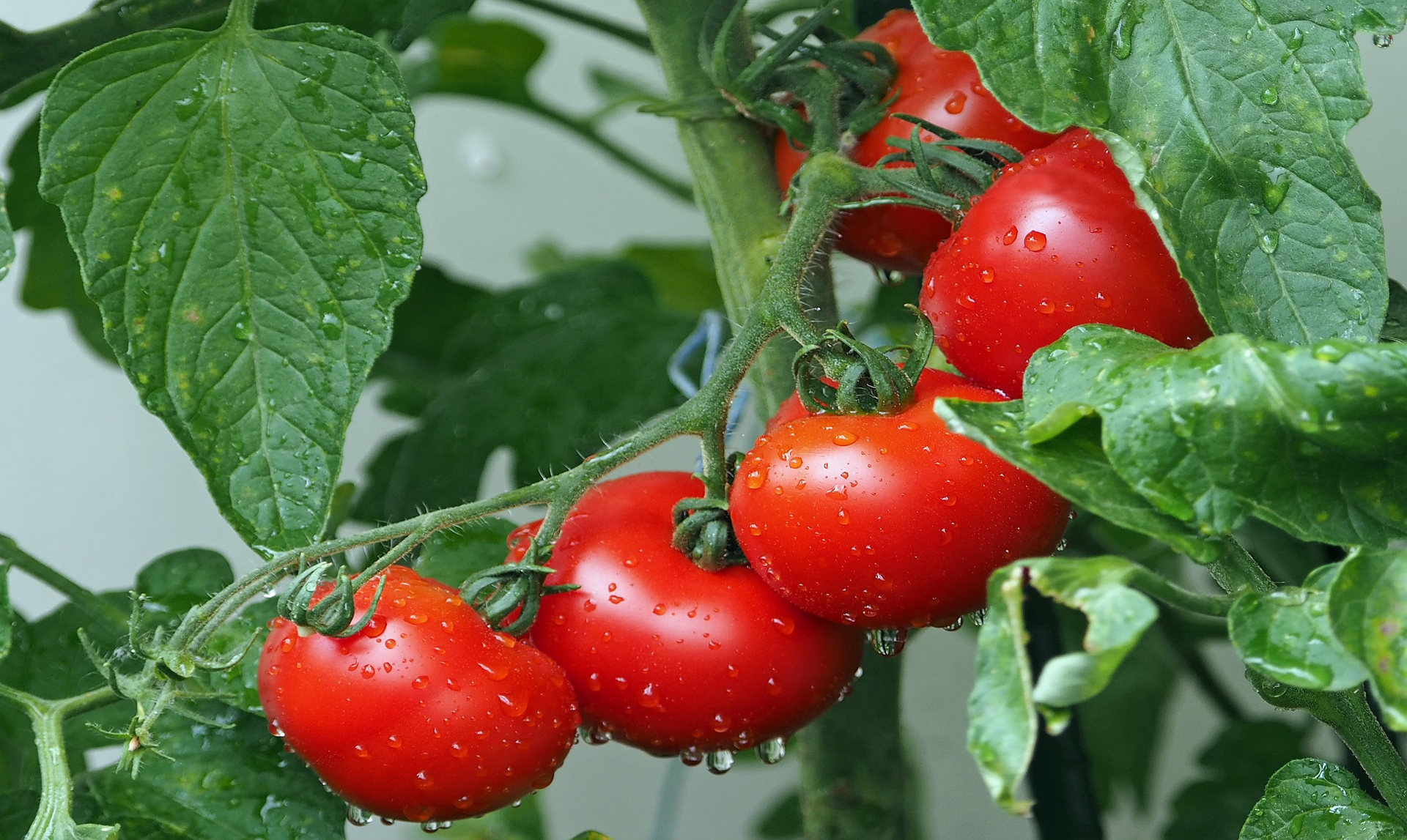 semina di pomodori - Domande e Risposte Orto e Frutta